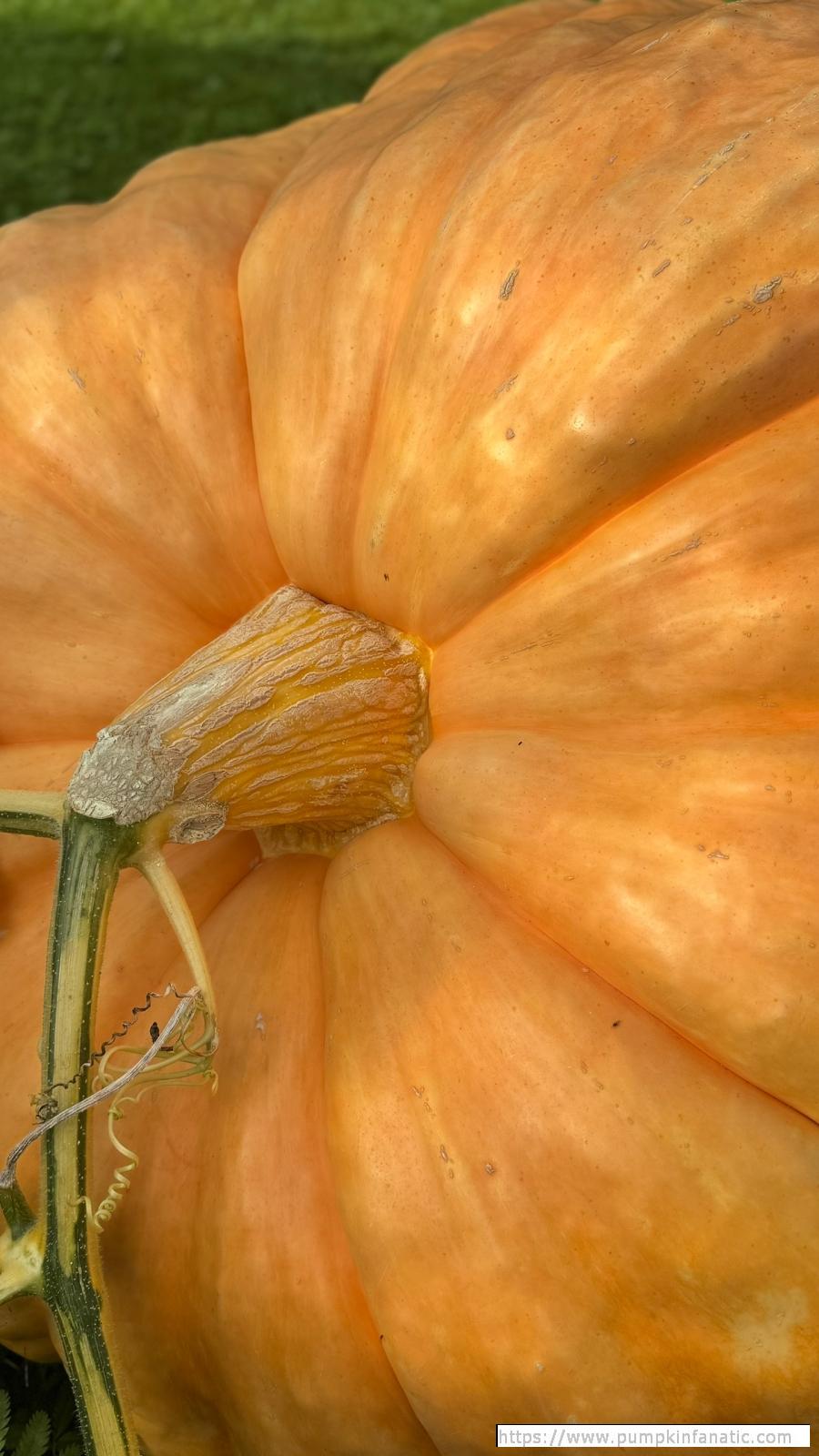 fruitImages/939 Priymak 2025B.jpg